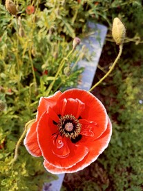 花圃中一枝鲜艳的红色白边虞美人