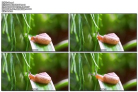 蜗牛