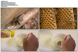 蜜蜂 蜂蜜