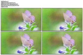 蝴蝶
