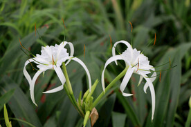 水鬼蕉花