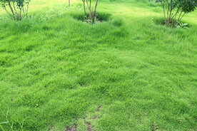 绿草地