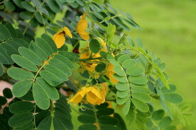 黄槐花