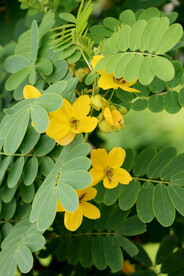 黄槐花