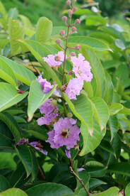 紫薇花