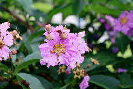 紫薇花