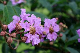 紫薇花