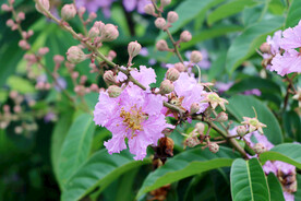 紫薇花