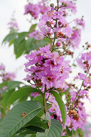 紫薇花