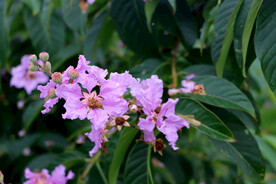 紫薇花