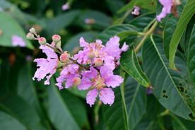 紫薇花