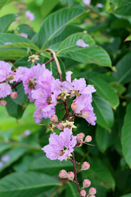 紫薇花