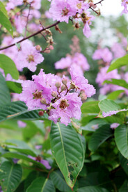 紫薇花