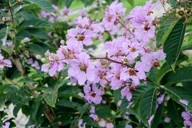 紫薇花