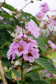 紫薇花