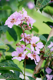 紫薇花