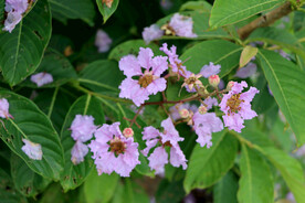 紫薇花