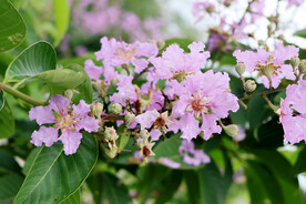 紫薇花