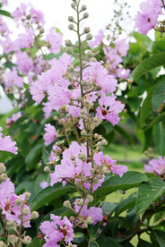 紫薇花