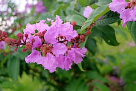 紫薇花