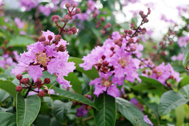 紫薇花