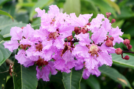 紫薇花