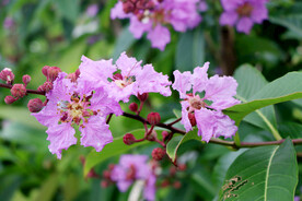 紫薇花