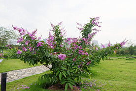 紫薇花树