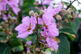 紫薇花