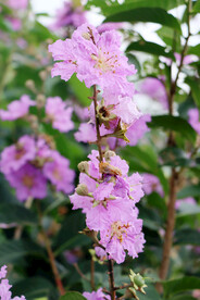 紫薇花