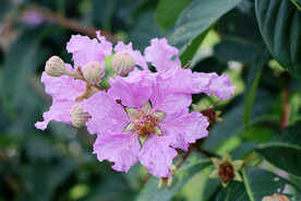紫薇花特写