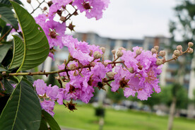 紫薇花
