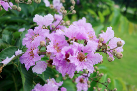 紫薇花