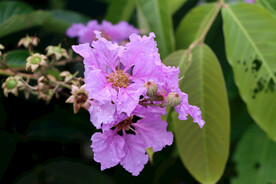 紫薇花