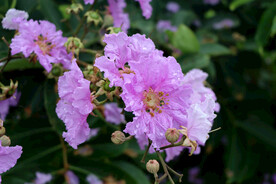 紫薇花