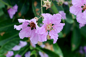 紫薇花