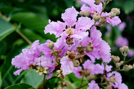 紫薇花
