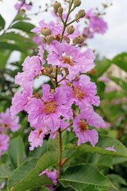 紫薇花