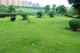 公园绿草地