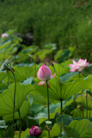 荷花花苞花蕾
