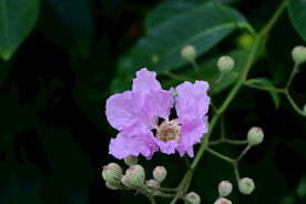 紫薇花