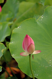 荷花花苞花蕾