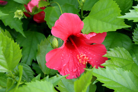 扶桑花
