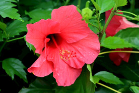 扶桑花