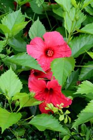 朱槿花