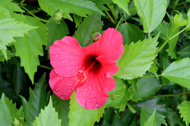 扶桑花