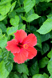 扶桑花