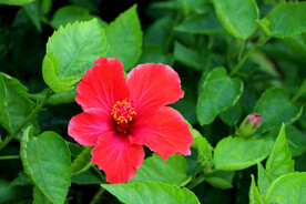 扶桑花