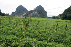 花生玉米地