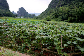 南方农村风光